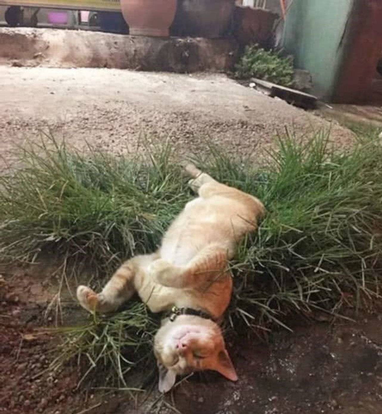 猫咪摔后几天死亡(猫咪摔过之后会有什么反应) 猫咪摔后几天死亡(猫咪摔过之后会有什么反应)