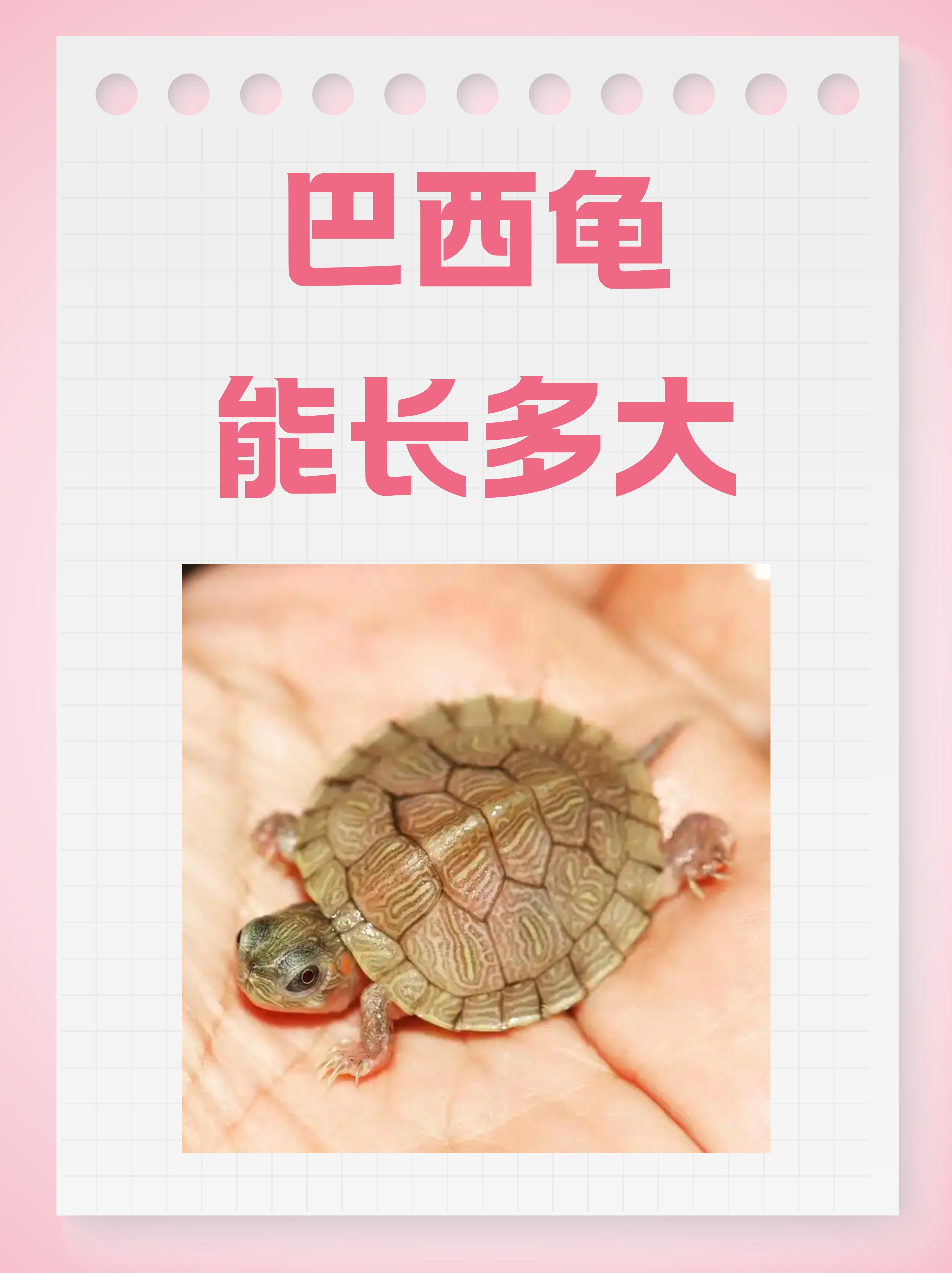 巴西龟有毒吗(巴西龟有毒吗图片)