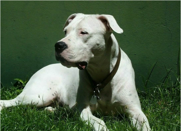 杜高犬的优缺点(杜高犬的优缺点分析) 杜高犬的优缺点(杜高犬的优缺点分析)