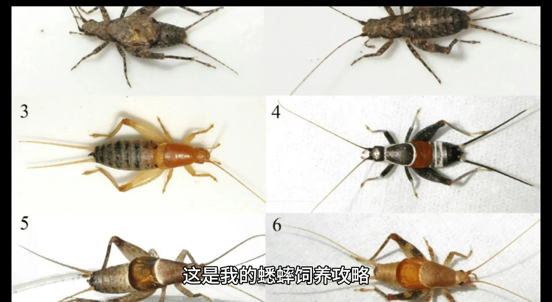 蟋蟀和蝈蝈的区别(蟋蟀和蝈蝈的区别在哪里)