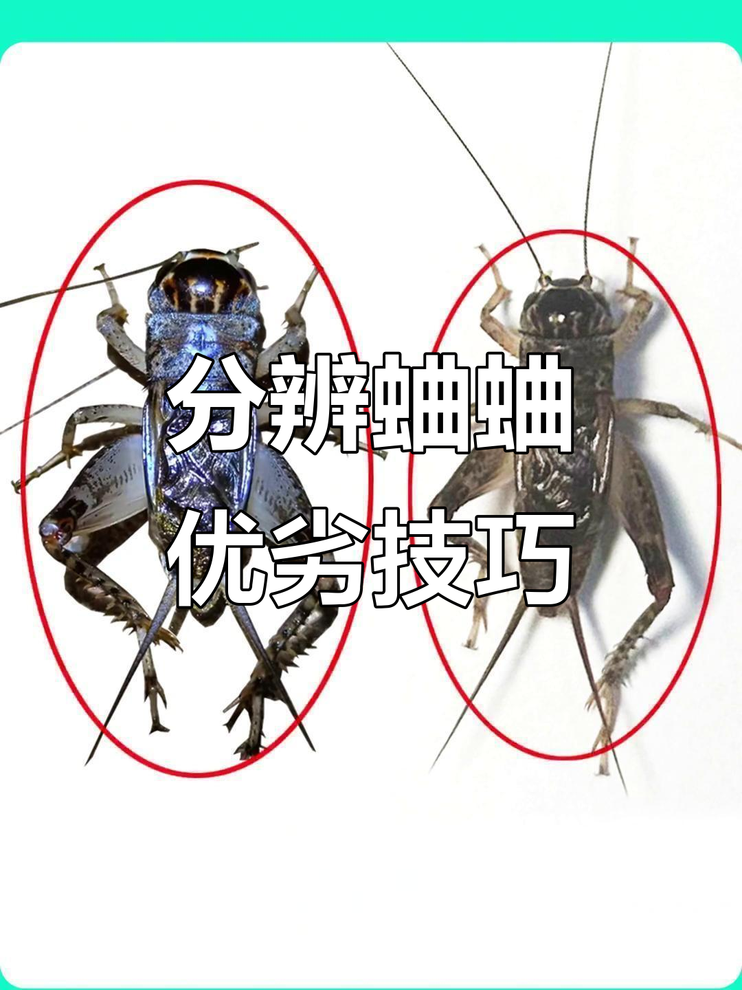蟋蟀和蝈蝈的区别(蟋蟀和蝈蝈的区别在哪里) 蟋蟀和蝈蝈的区别(蟋蟀和蝈蝈的区别在哪里)