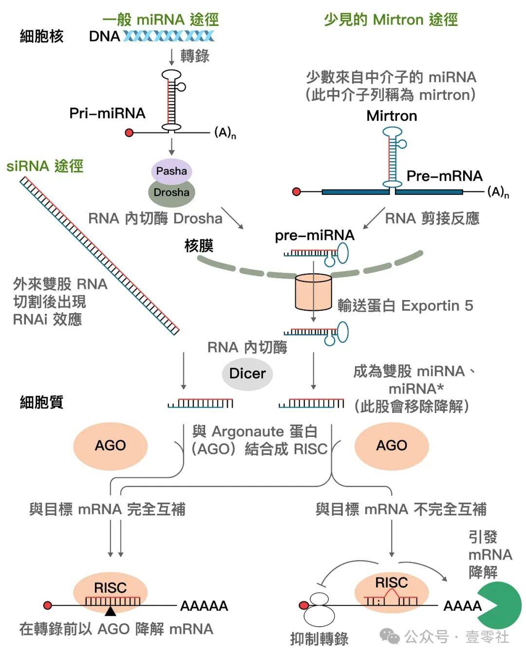 三种rna的结构和功能(三种主要的rna在结构和功能方面有什么不同的特点?)