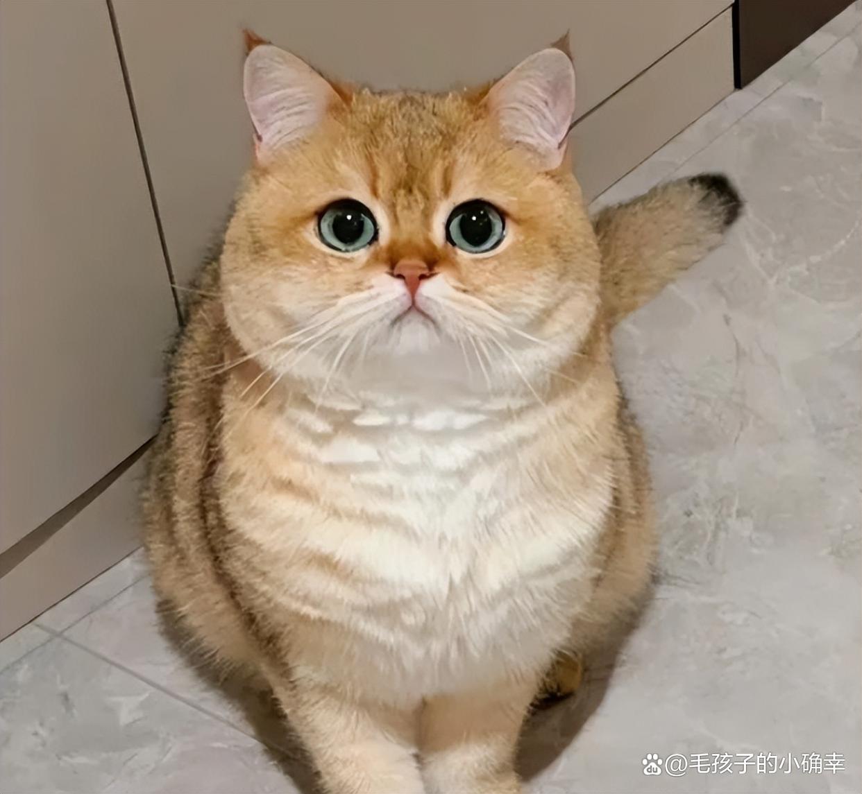 猫主动上门意味着什么(猫主动上门意味着什么?从民俗和科学角度分别怎么看?)