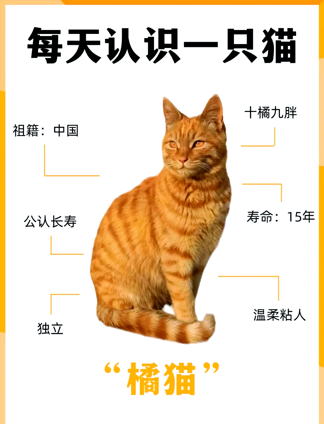 猫主动上门意味着什么(猫主动上门意味着什么?从民俗和科学角度分别怎么看?) 猫主动上门意味着什么(猫主动上门意味着什么?从民俗和科学角度分别怎么看?)
