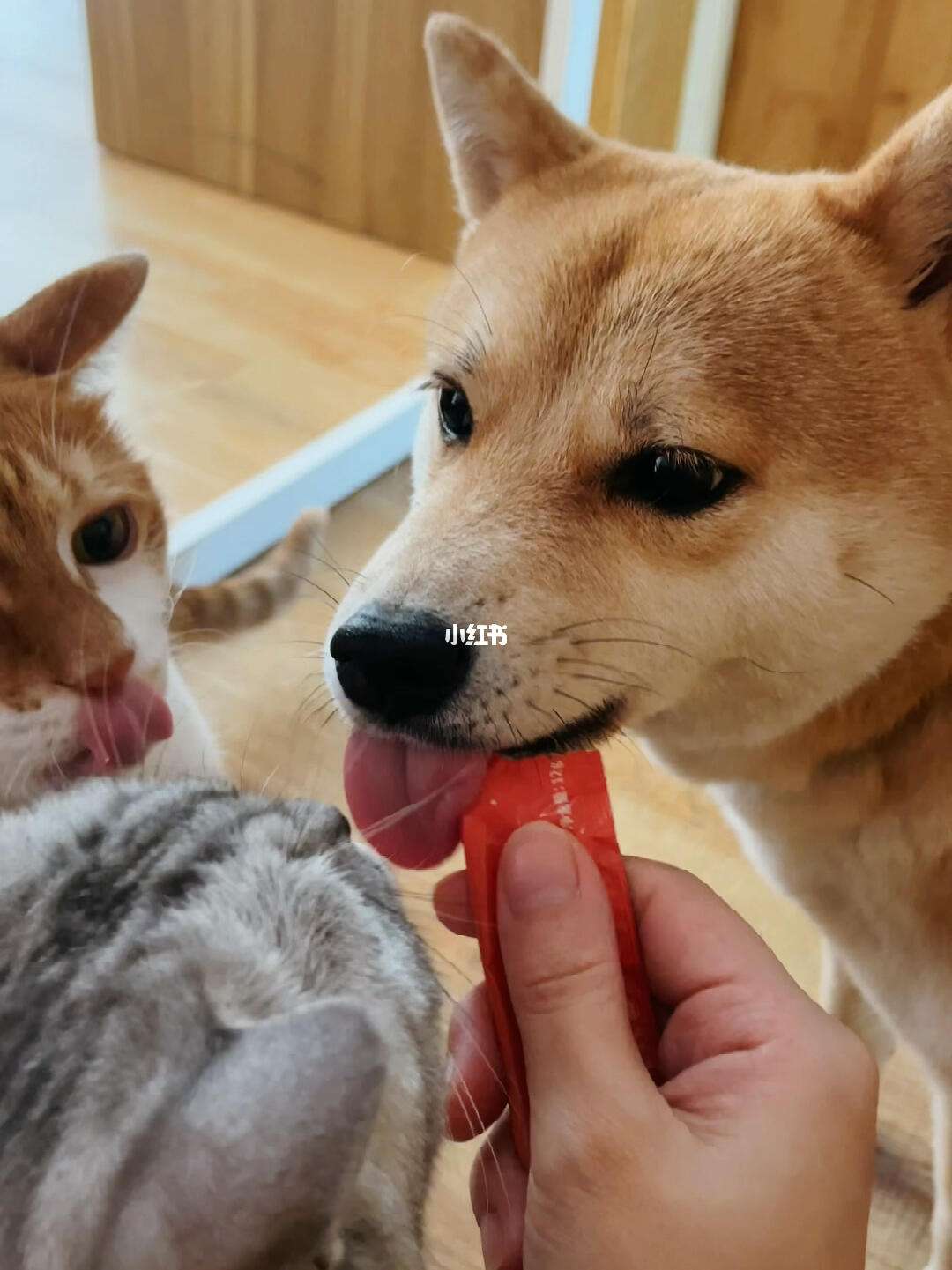 狗狗可以吃猫条吗(狗可以吃猫的猫条吗)