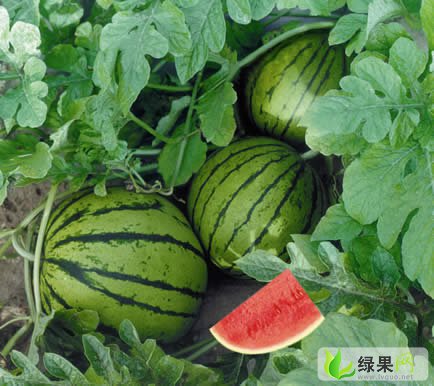2022西瓜价格专家预测的简单介绍