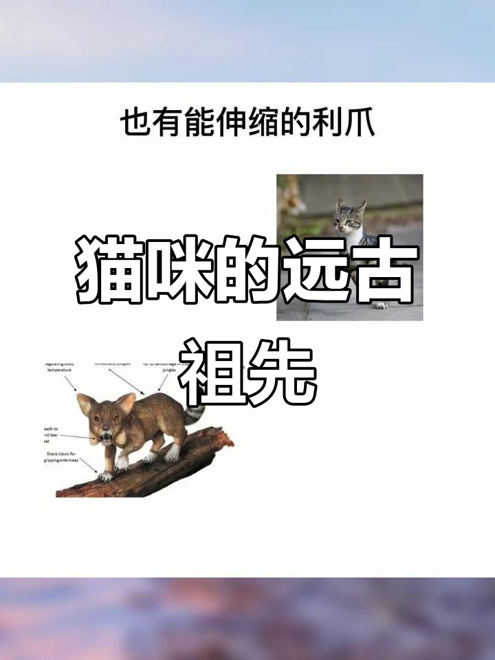 猫的天敌是什么动物(放什么东西猫就不来了) 猫的天敌是什么动物(放什么东西猫就不来了)