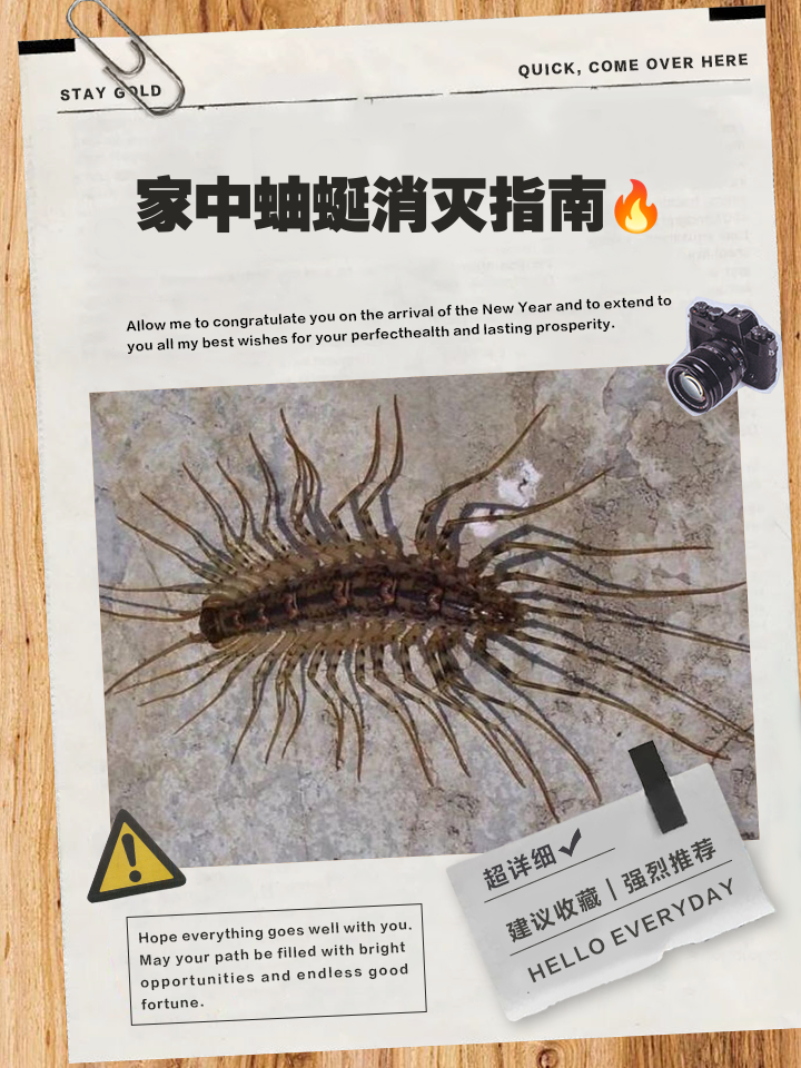 家里很干净为什么会有蜈蚣(家里有一只蜈蚣代表有一窝吗)