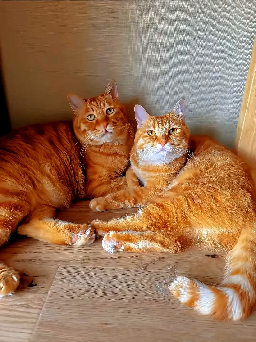 小猫多大可以送人(小猫多大可以送人猫妈妈不伤心)
