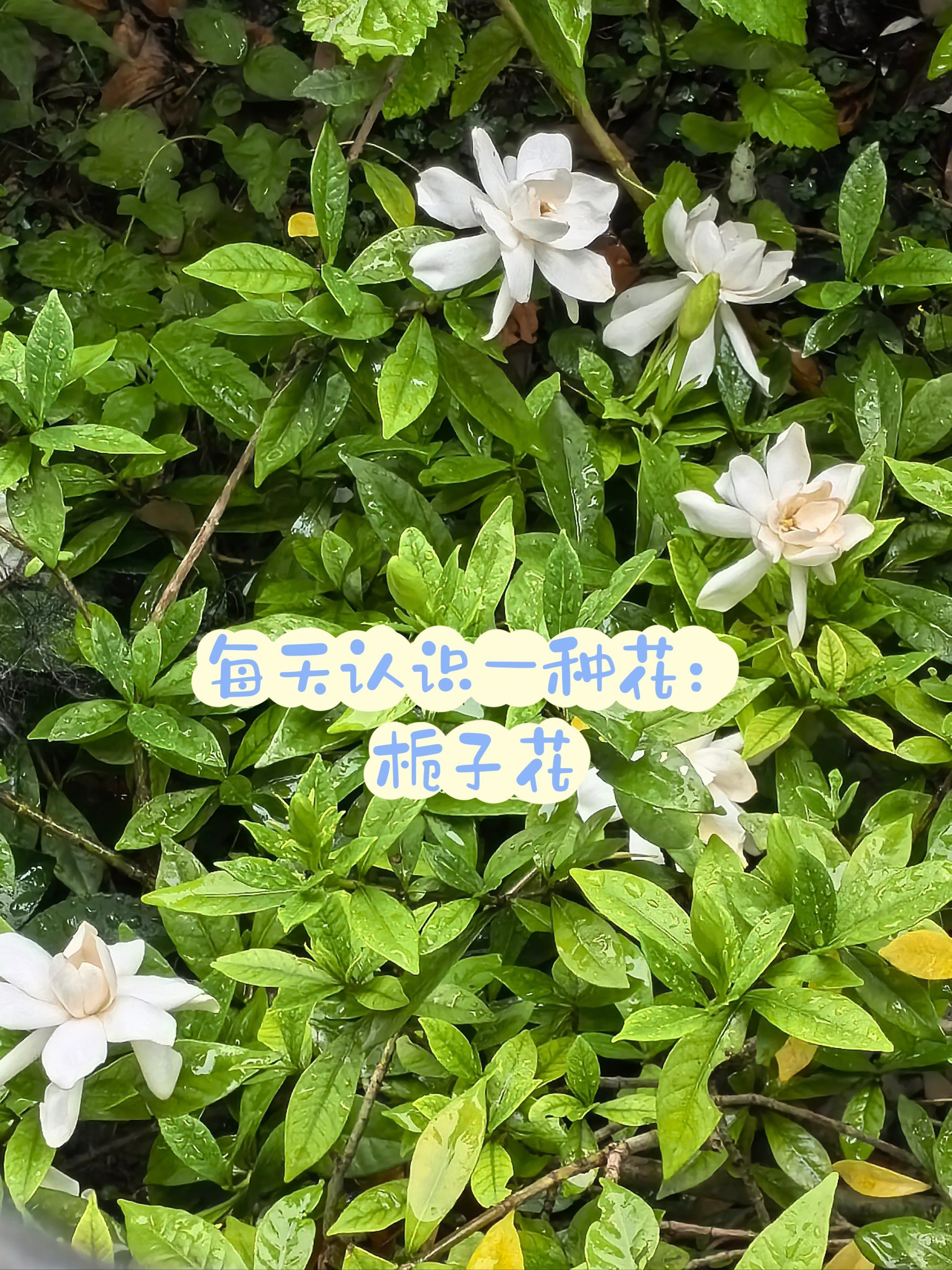 养猫可以种栀子花吗(养猫家里可以放栀子花吗)