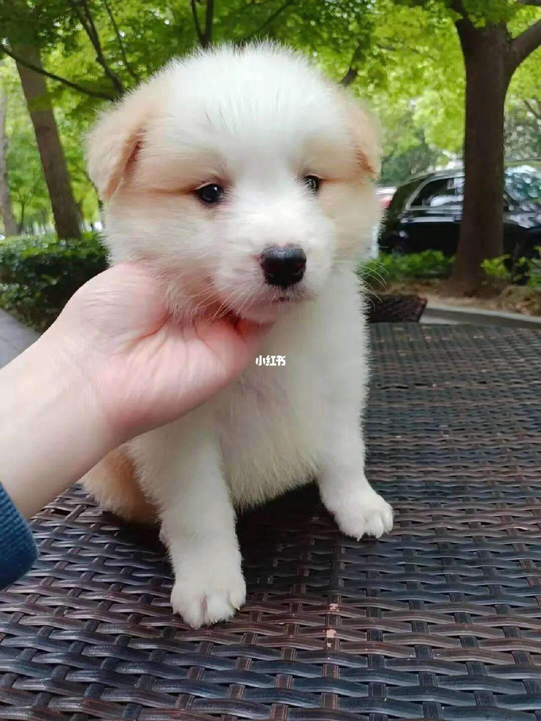 金色边牧是不是更贵(金色边牧是不是更贵一些)