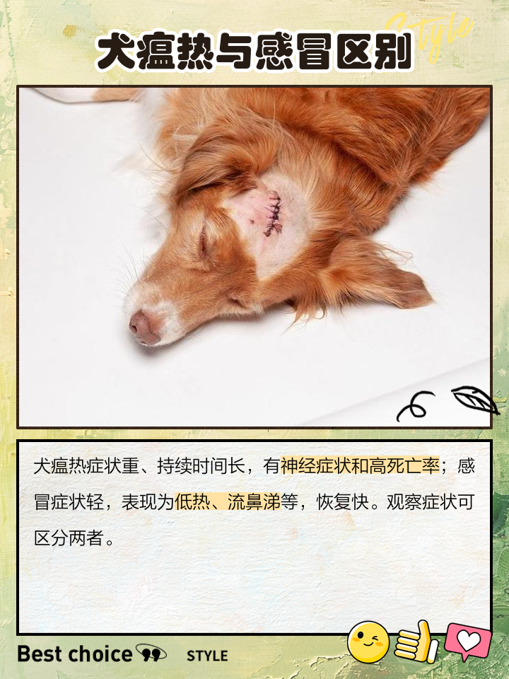 狗狗狗瘟好转的征兆(狗狗犬瘟恢复期有多长)