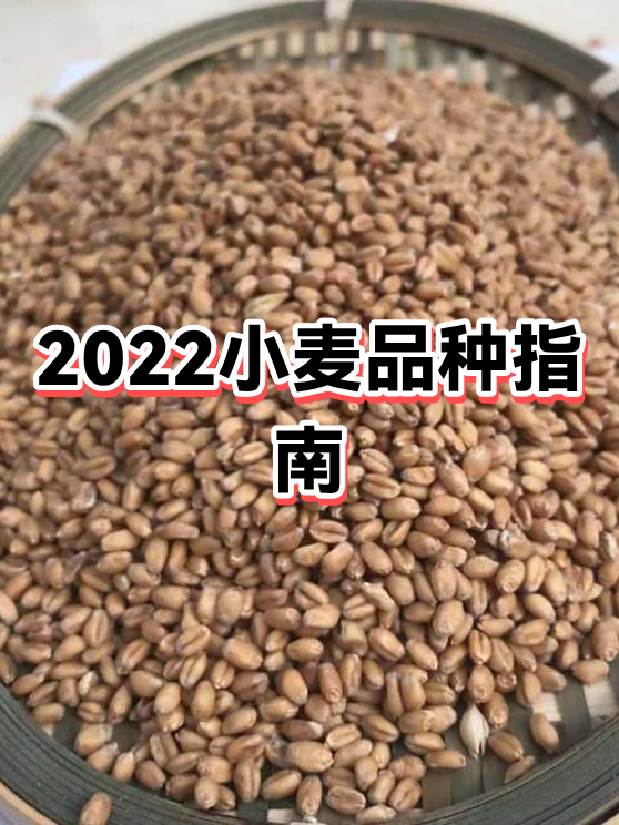 2022年小麦价格行情走势(2022年小麦价格行情走势分析) 2022年小麦价格行情走势(2022年小麦价格行情走势分析)