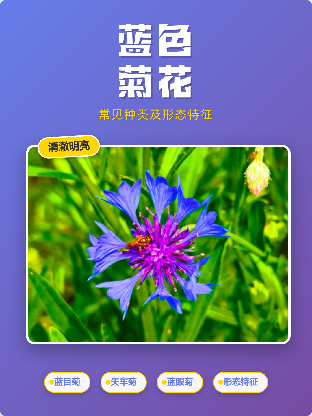 菊花的五大特征(菊花的五大特征是什么)