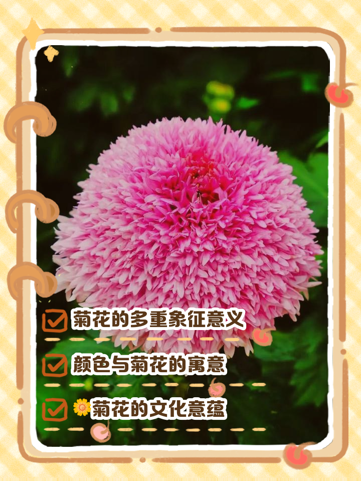 菊花的五大特征(菊花的五大特征是什么) 菊花的五大特征(菊花的五大特征是什么)