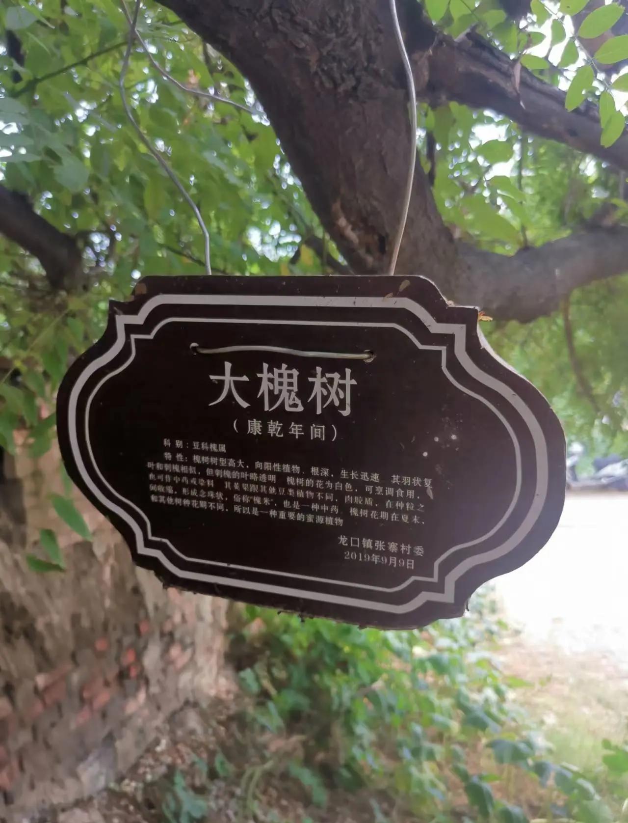 槐树镇宅还是招鬼(槐树在玄学里代表什么)