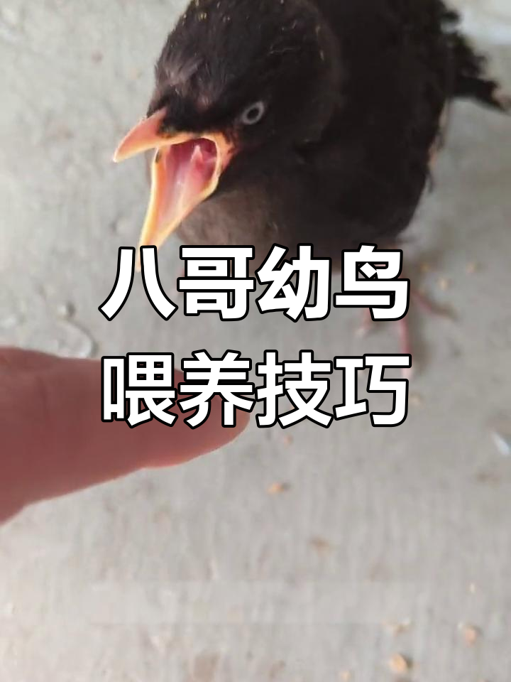 八哥鸟怎么喂养(八哥鸟怎么喂养方法) 八哥鸟怎么喂养(八哥鸟怎么喂养方法)