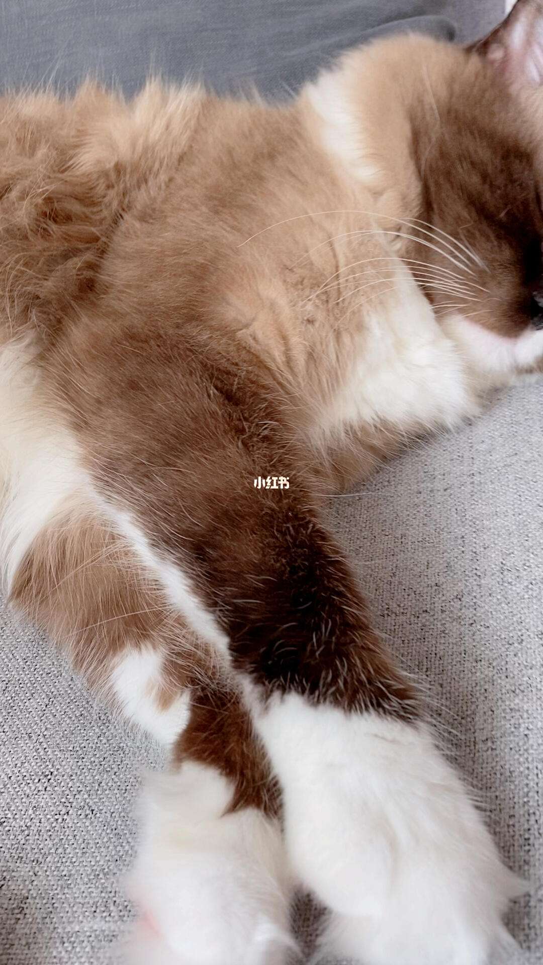 猫咪一靠近我就打呼噜(猫咪一靠近我就打呼噜怎么回事)