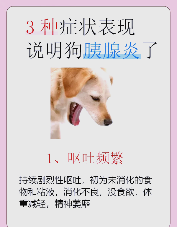 小狗肠胃炎能挺过来吗(狗狗肠胃炎饿五六天死的了吗) 小狗肠胃炎能挺过来吗(狗狗肠胃炎饿五六天死的了吗)