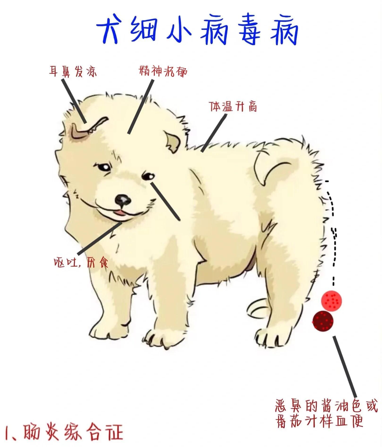 猫细小病毒(猫细小病毒和狗细小病毒一样吗)