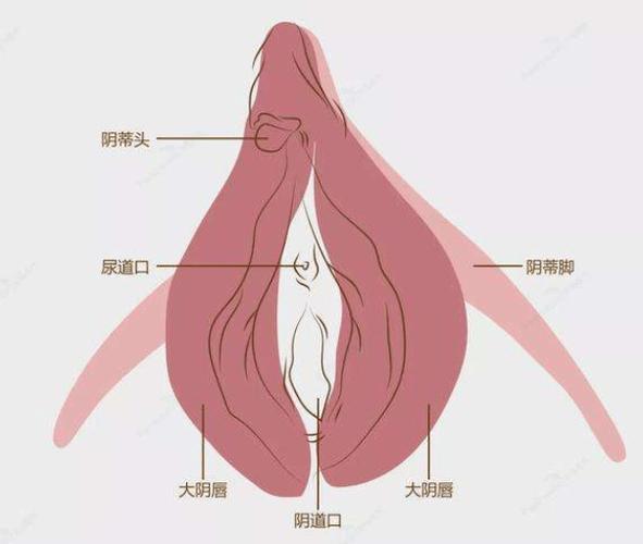 阴包阴是什么形态(阴包穴在什么位置?)
