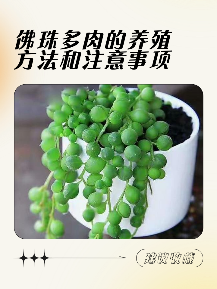 养多肉法师风水禁忌(多肉法师的对风水好不好)