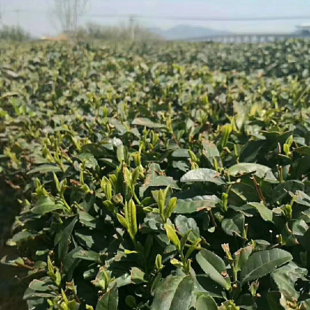 芊罗叶茶(芊罗叶茶的副作用)