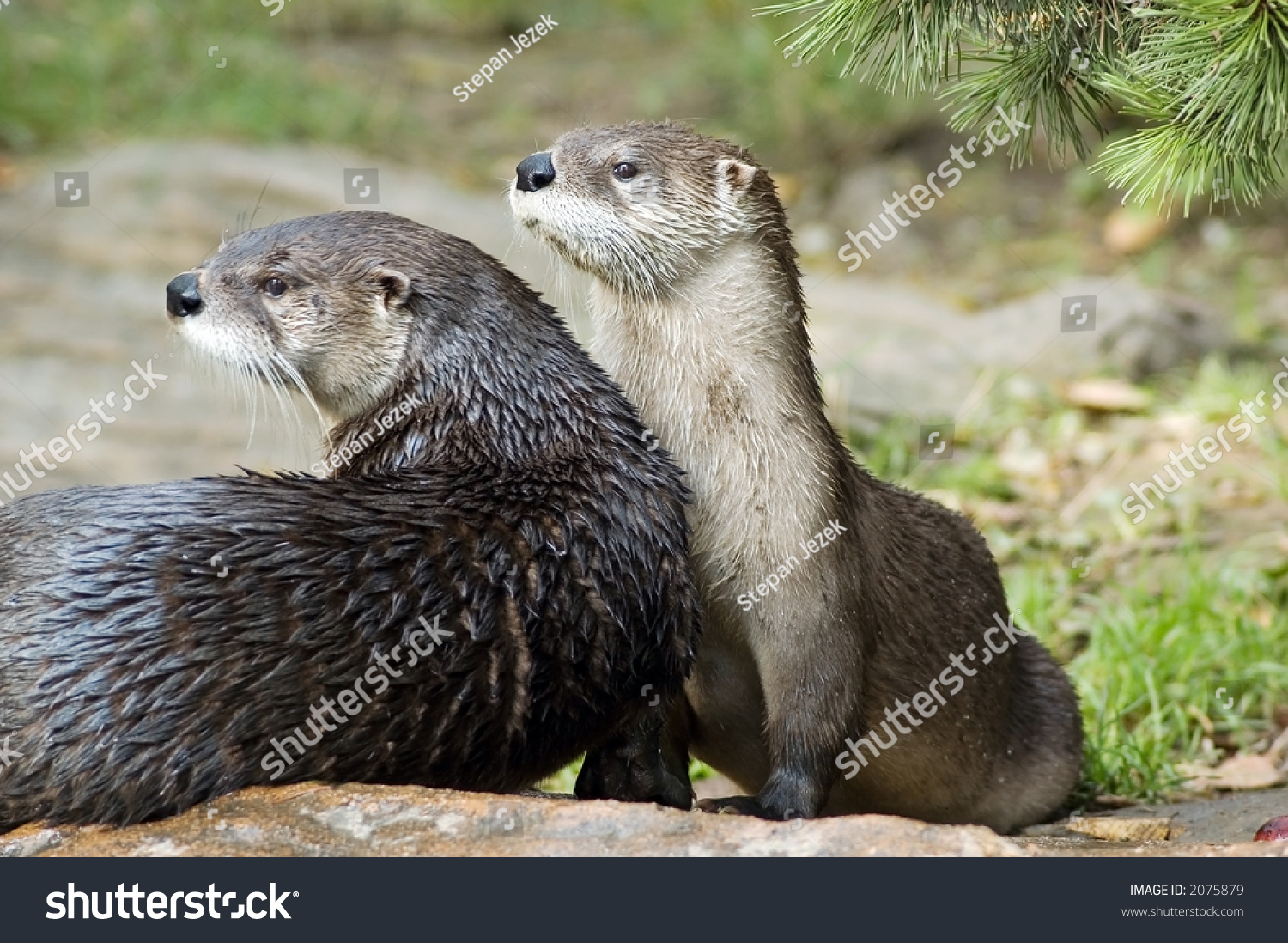 animal是什么意思(anymore是什么意思) animal是什么意思(anymore是什么意思)