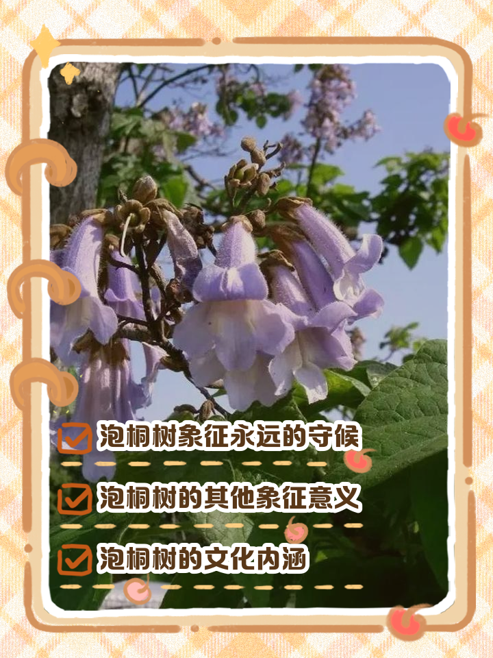 泡桐树的作用和用途(泡桐树有什么药用价值)