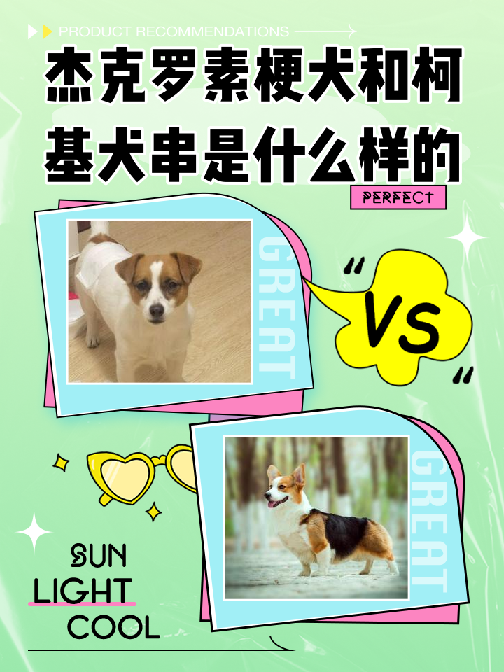 杰克罗素梗智商排名(杰克罗素梗的智商排名) 杰克罗素梗智商排名(杰克罗素梗的智商排名)