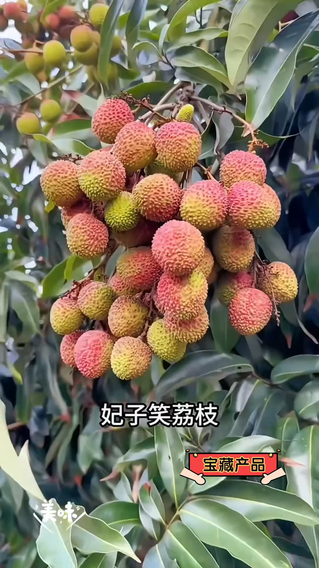 妃子笑荔枝的功效与作用(妃子笑是荔枝的一个品种其名源于谁)