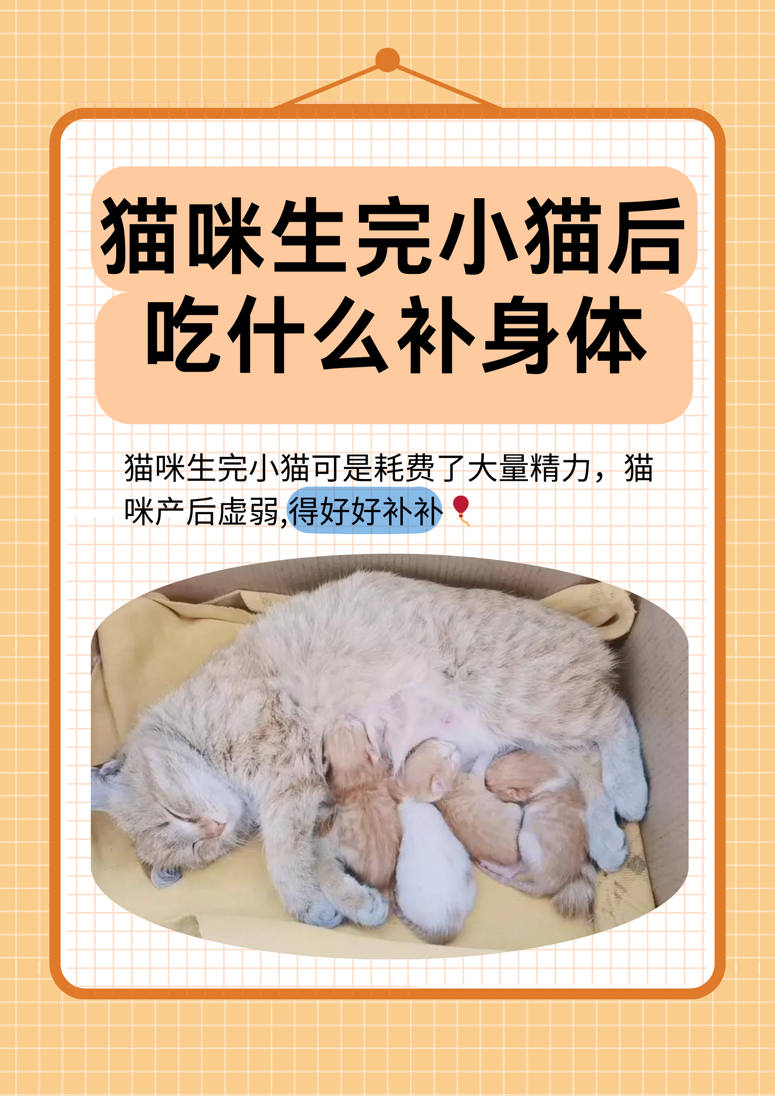 猫咪可以吃蜂蜜吗(猫咪可以吃蜂蜜吗视频)