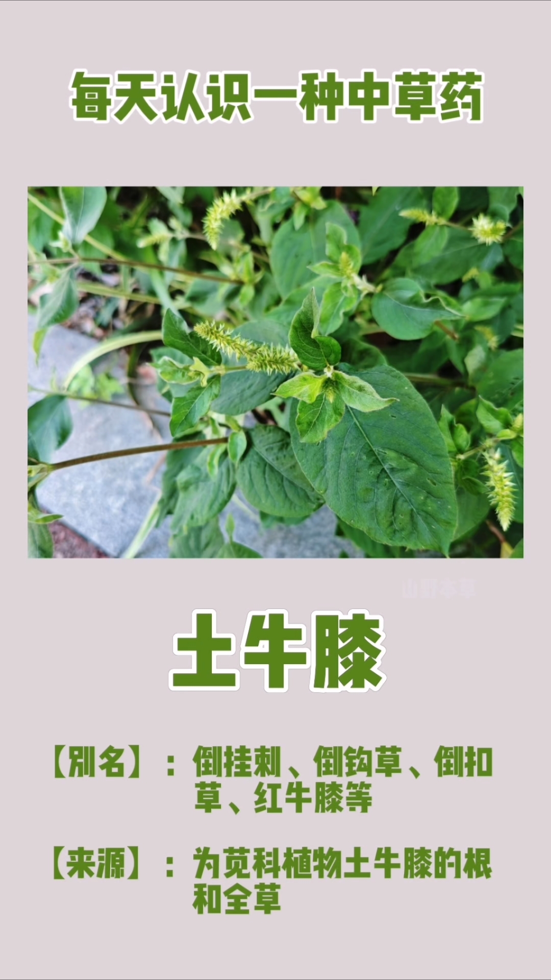 牛膝的毒性对肝肾损害(牛膝的毒性对肝肾损害有多大)