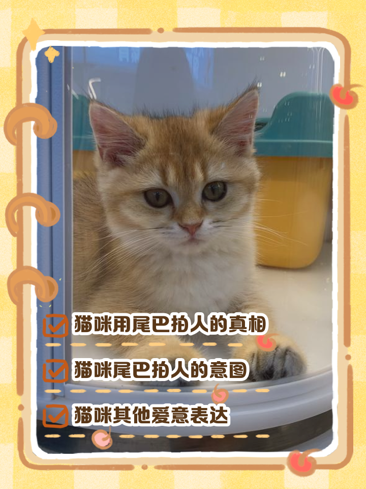 猫用尾巴蹭人是什么意思呢(猫用尾巴蹭人腿,绕来绕去的)