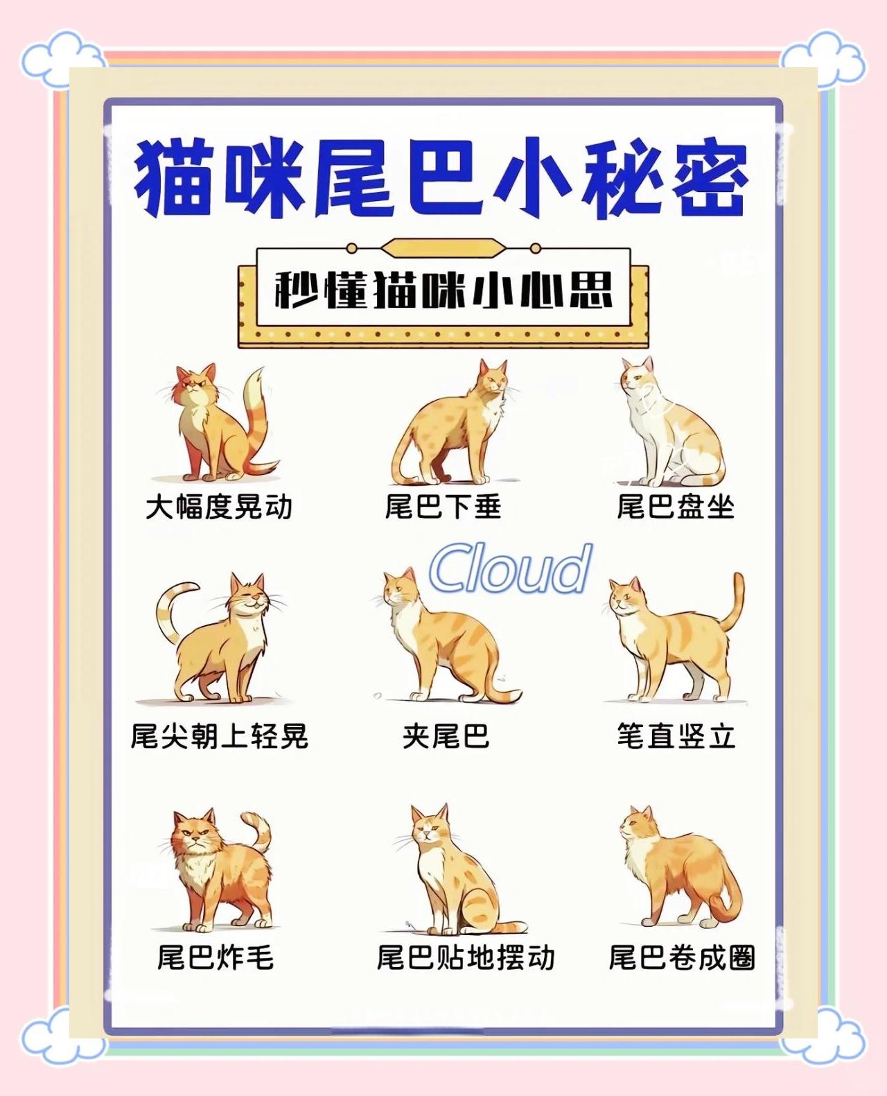 猫用尾巴蹭人是什么意思呢(猫用尾巴蹭人腿,绕来绕去的)