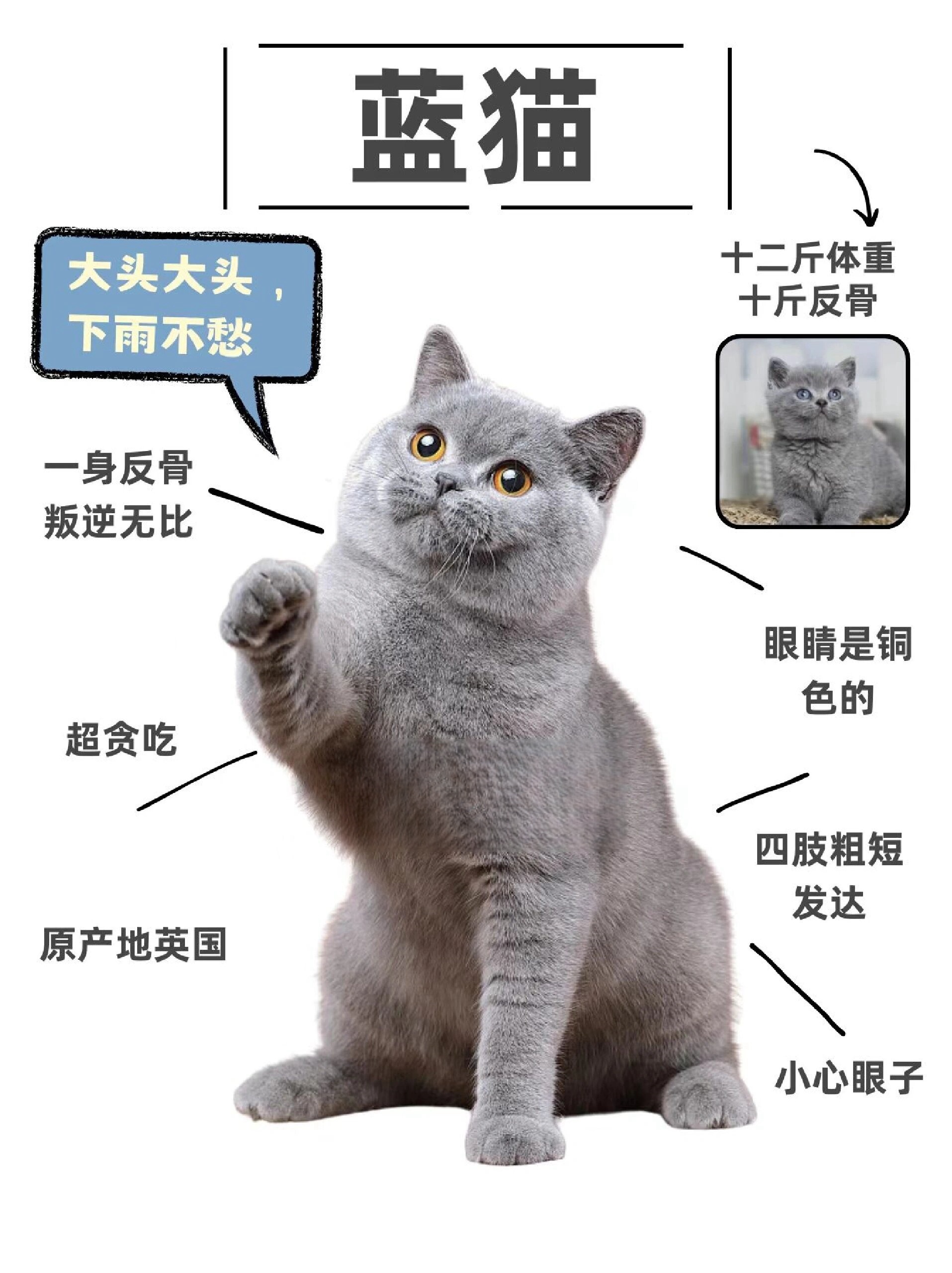 蓝猫的性格跟特点(蓝猫能听懂人说话吗) 蓝猫的性格跟特点(蓝猫能听懂人说话吗)