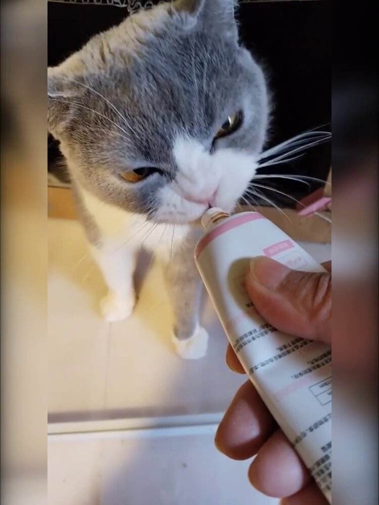 两个月小猫感冒必死(两个月小猫感冒了吃什么药) 两个月小猫感冒必死(两个月小猫感冒了吃什么药)