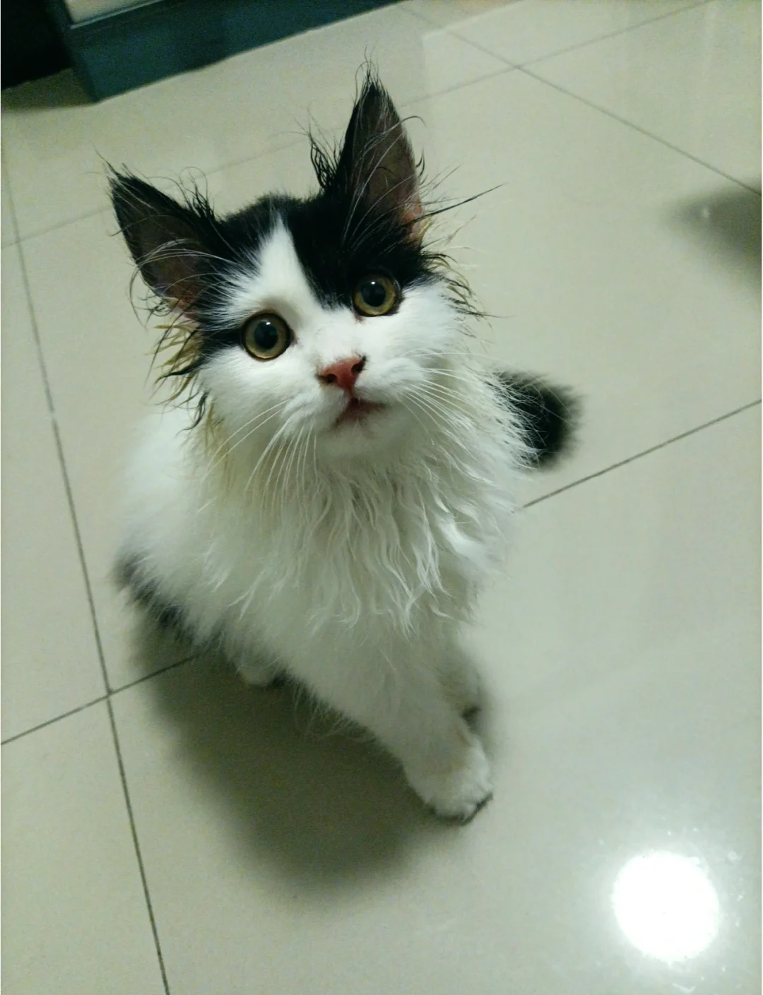 两个月的小猫身上臭能洗澡吗(2个月的猫咪身上有异味怎么办) 两个月的小猫身上臭能洗澡吗(2个月的猫咪身上有异味怎么办)