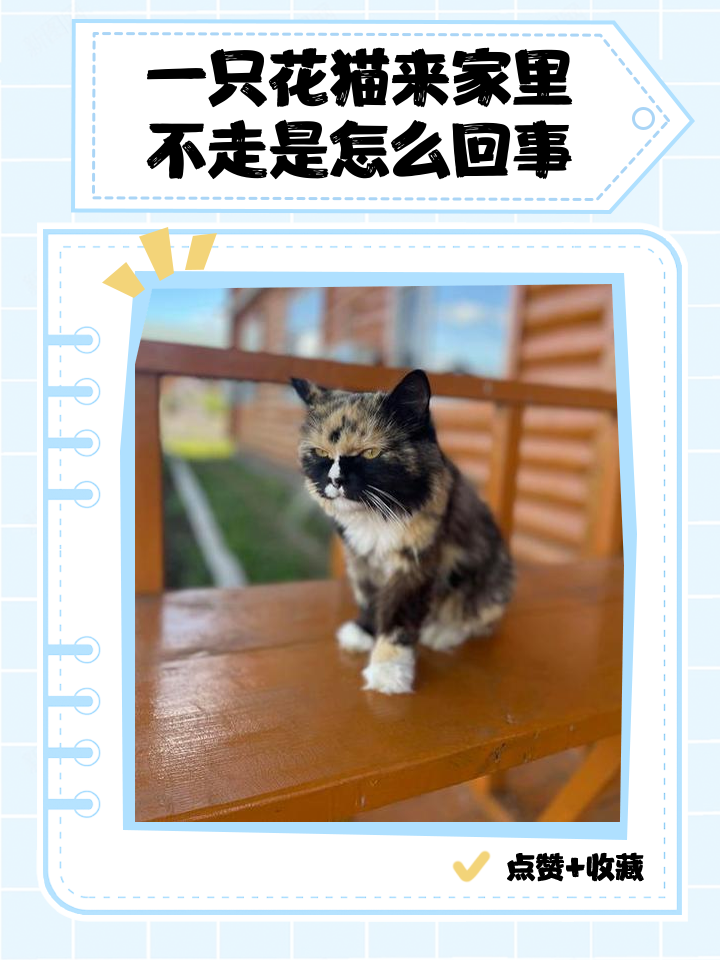 为什么说自来猫不吉利(为什么说自来猫不吉利呢) 为什么说自来猫不吉利(为什么说自来猫不吉利呢)