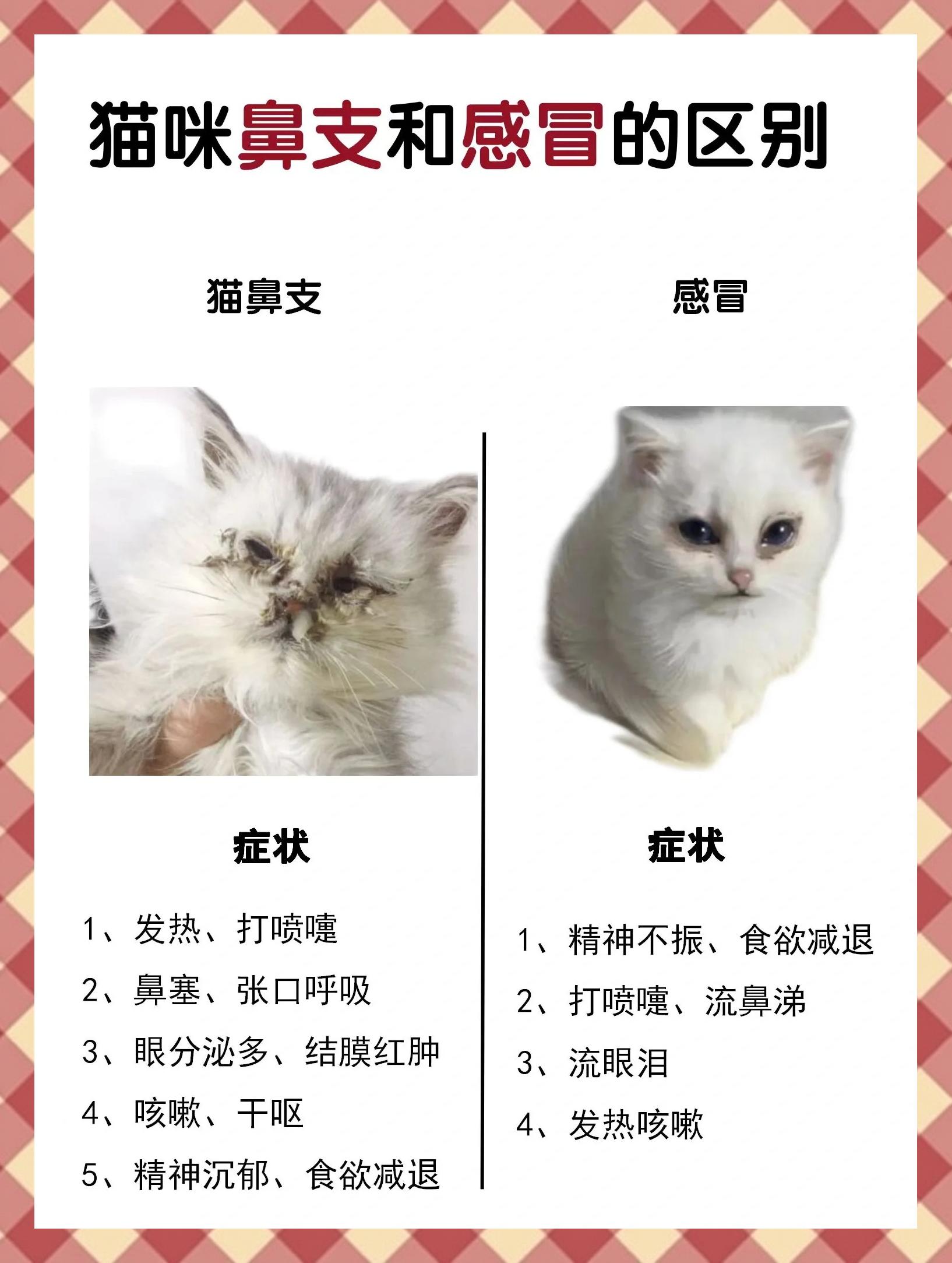 猫鼻支的家庭治疗方法(猫鼻支的家庭治疗方法土猫) 猫鼻支的家庭治疗方法(猫鼻支的家庭治疗方法土猫)