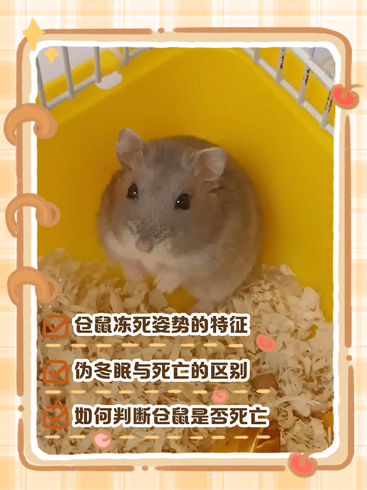 仓鼠呼吸急促(仓鼠呼吸急促能自愈吗)