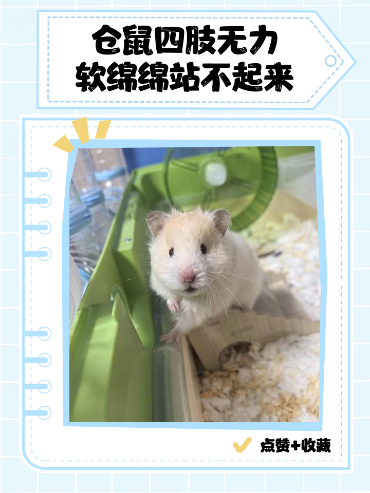 仓鼠呼吸急促(仓鼠呼吸急促能自愈吗) 仓鼠呼吸急促(仓鼠呼吸急促能自愈吗)