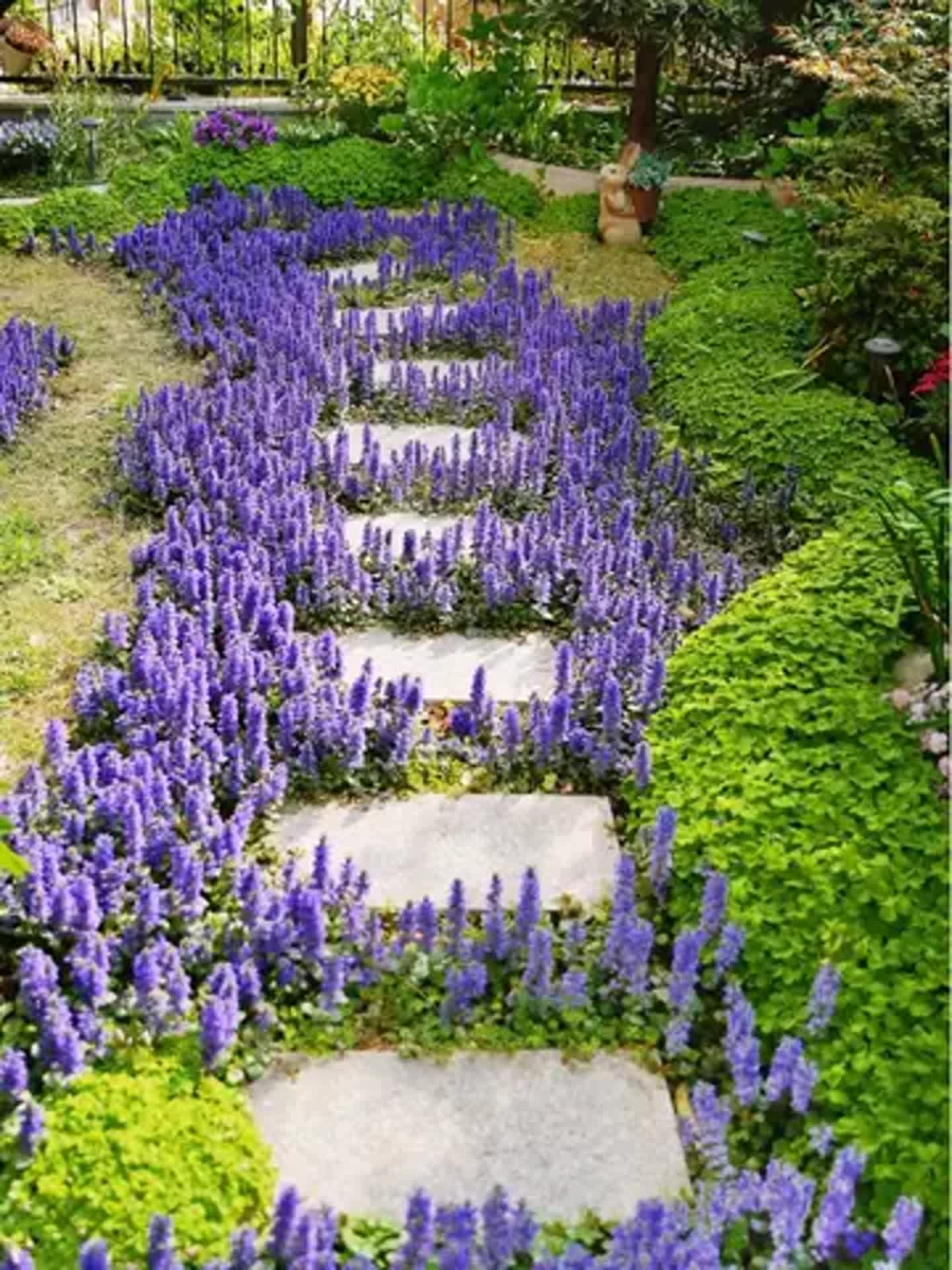 50种露地宿根花卉(宿根花卉露地栽培整地深度) 50种露地宿根花卉(宿根花卉露地栽培整地深度)