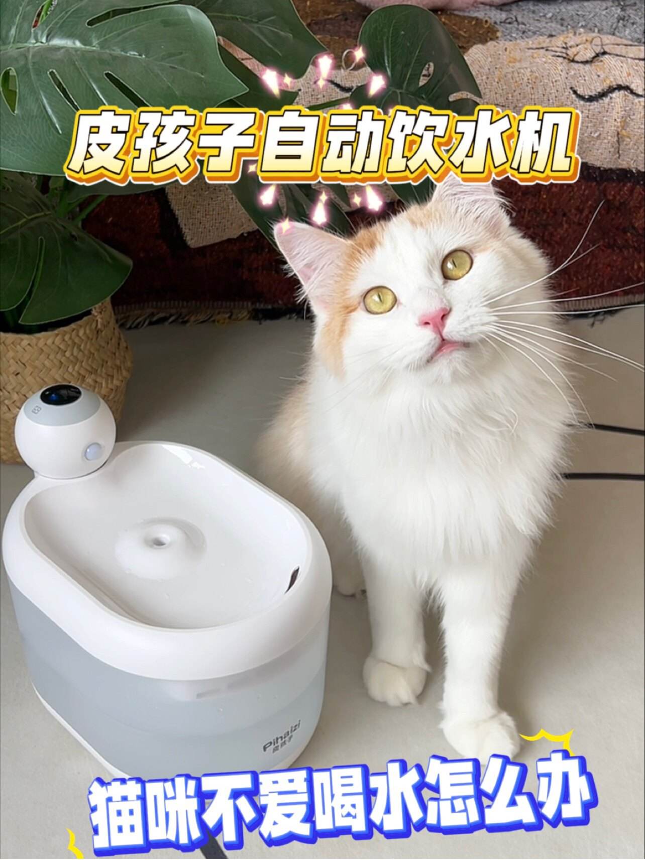 小猫不爱喝水怎么办(小猫不愿意喝水怎么办)
