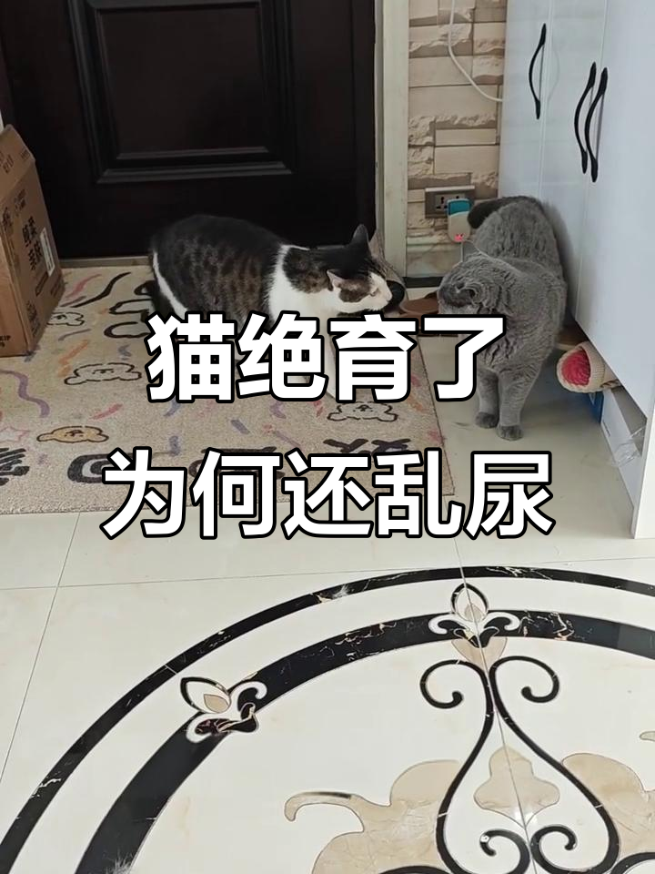 猫咪绝育后还是乱尿怎么办(猫咪绝育后还是乱尿怎么办啊)