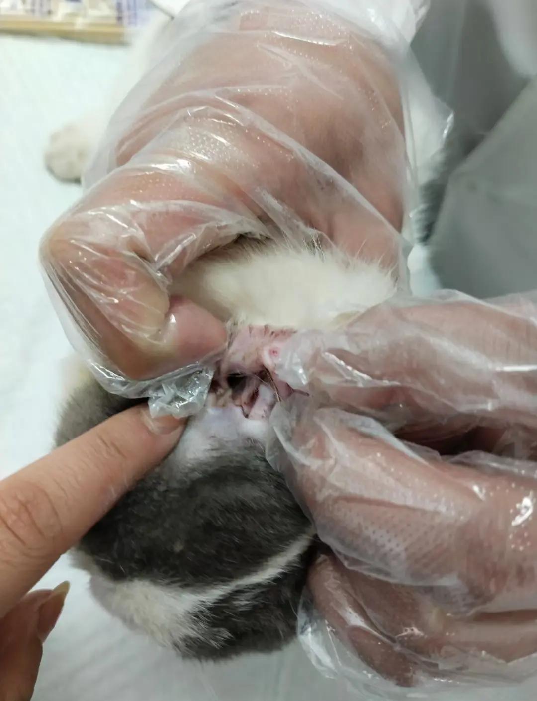 猫甩出来的耳螨是死的吗(猫咪甩出来的耳螨对人体有害吗) 猫甩出来的耳螨是死的吗(猫咪甩出来的耳螨对人体有害吗)