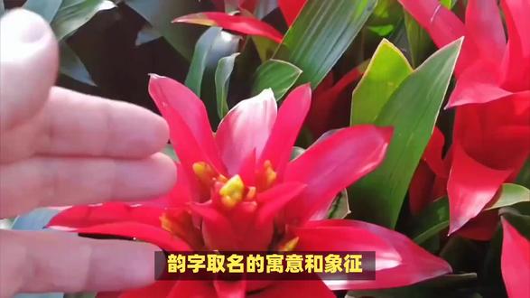 韵字的寓意是什么(韵字的寓意是什么意思) 韵字的寓意是什么(韵字的寓意是什么意思)