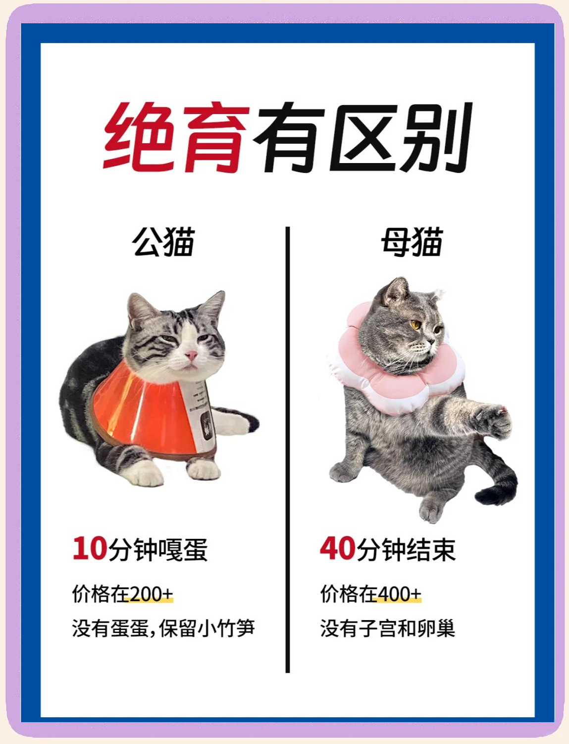 母猫做绝育的好处和坏处(母猫可不可以一辈子不绝育) 母猫做绝育的好处和坏处(母猫可不可以一辈子不绝育)