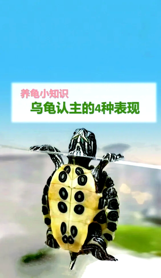 乌龟为什么老是想爬出来(乌龟为什么老是想爬出来怎么回事) 乌龟为什么老是想爬出来(乌龟为什么老是想爬出来怎么回事)
