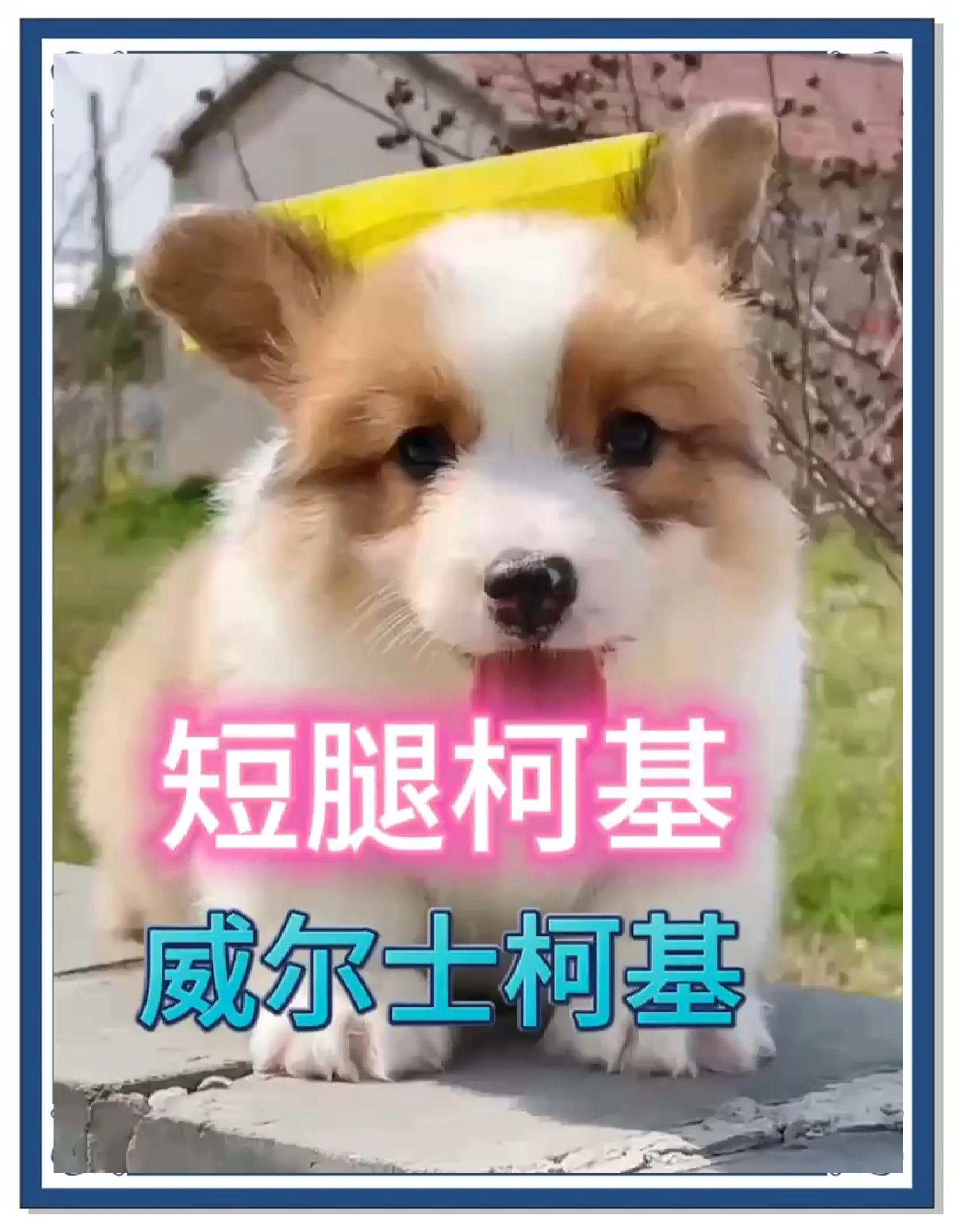 柯基是哪国的犬种(科基是什么品种的狗) 柯基是哪国的犬种(科基是什么品种的狗)